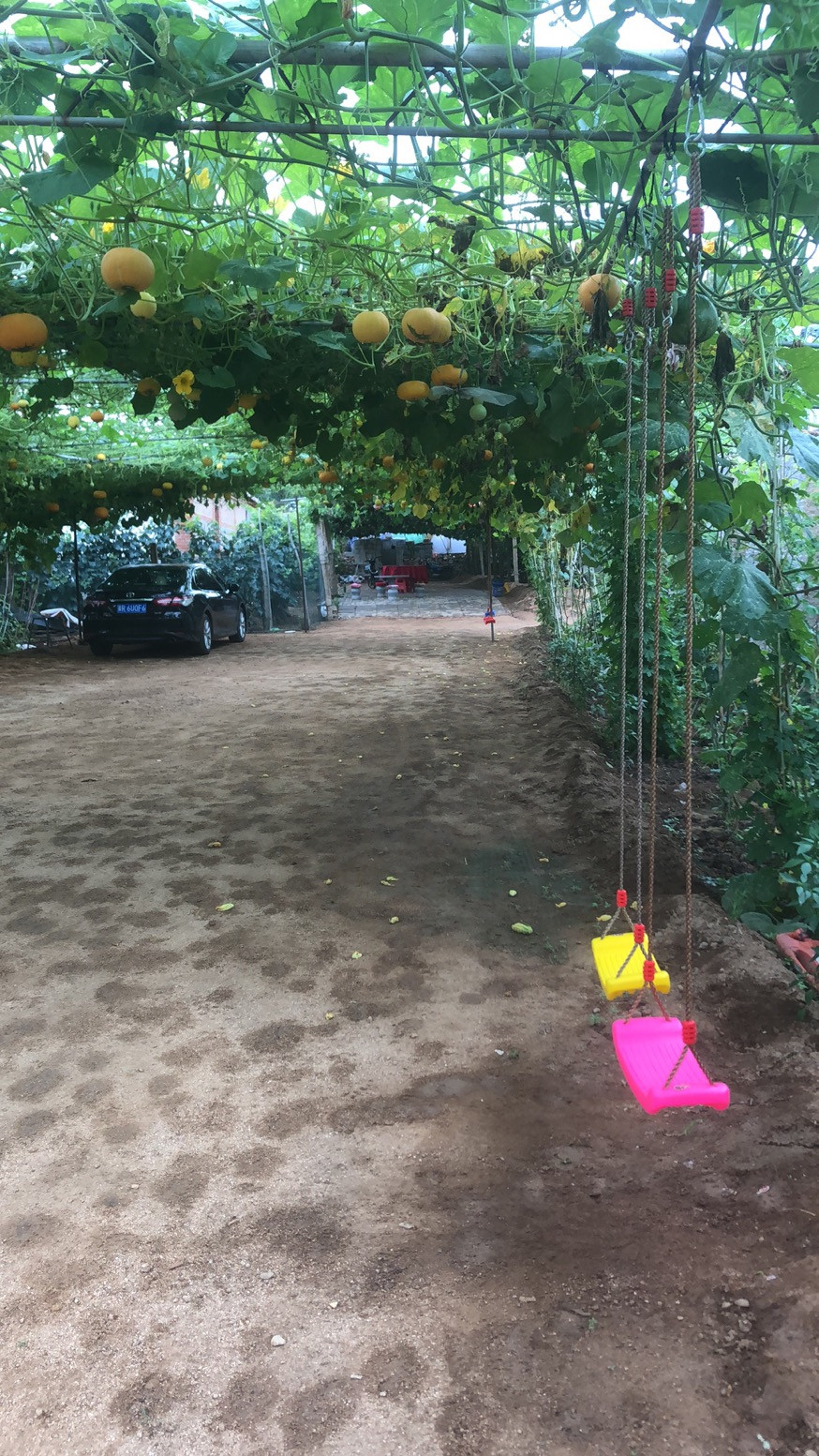 昌黎葡萄沟几月有葡萄--昌黎葡萄沟小胖庄园