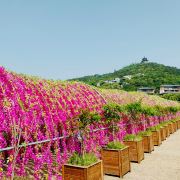 铃兰花海乐园