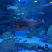 成都海昌极地海洋公园