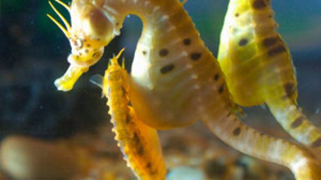 seahorse world 4分 (7条点评) 1 海马世界拥有装备完善的海马养殖场