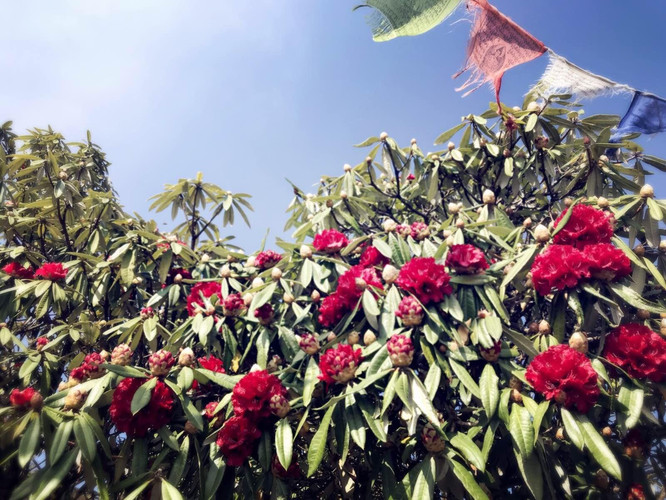 杜鹃花,又称喜马拉雅花,是尼泊尔的国花