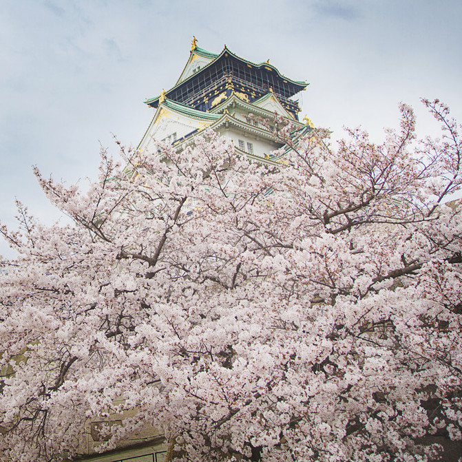 拥有成片的樱花,梅林,除了有地标建筑大阪城天守阁 ,还有植满樱花的西