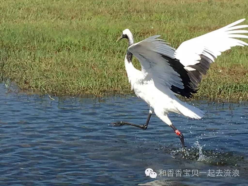 扎龙湿地观看丹顶鹤