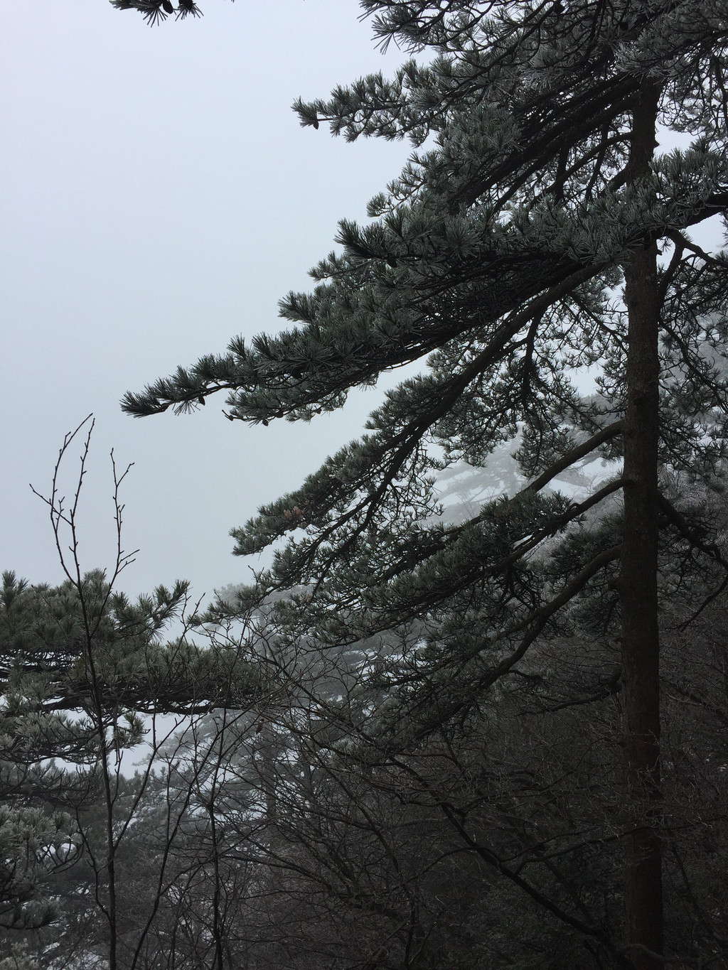 壁纸 风景 树 松 松树 1024_1365 竖版 竖屏 手机