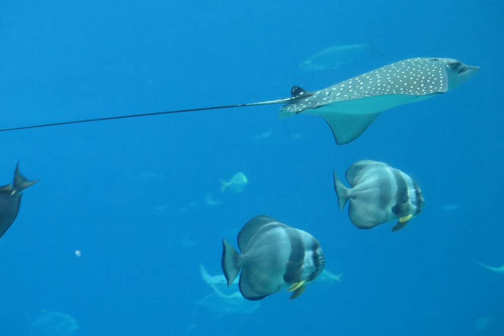 黄貂鱼atlantic stingray和天使鱼angelfish