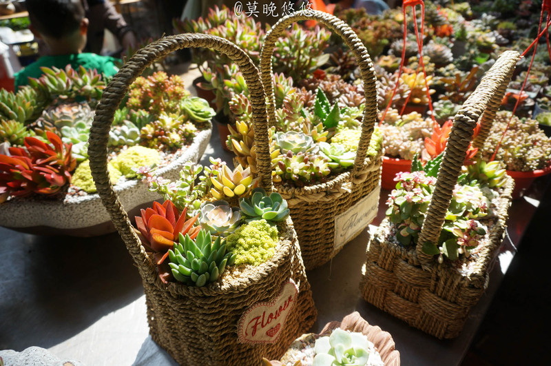 斗南花卉市场,现已发展成为