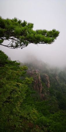 仙女绣花-黄山风景区-m61*152