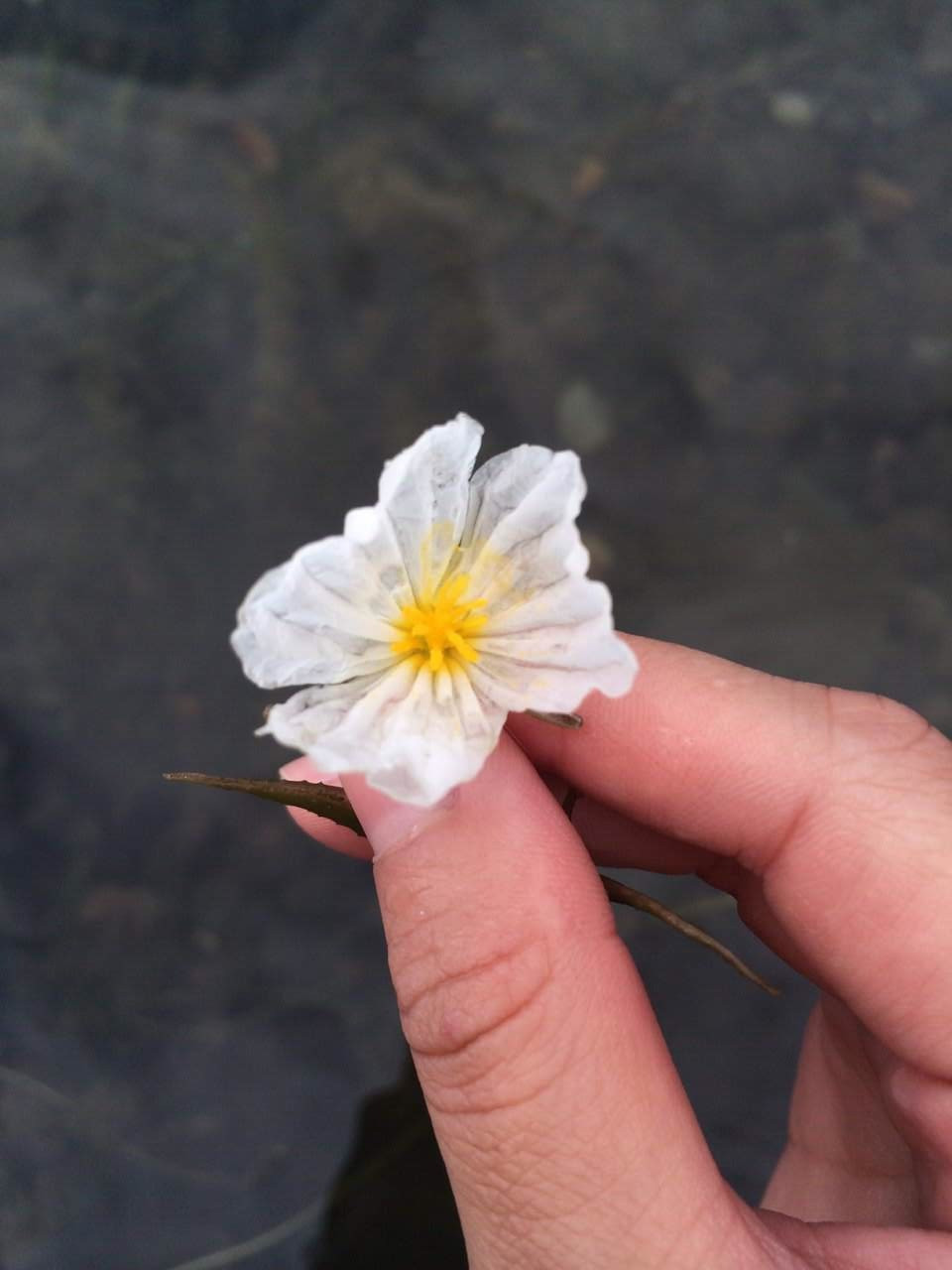       你没听错,它真的叫水性杨花