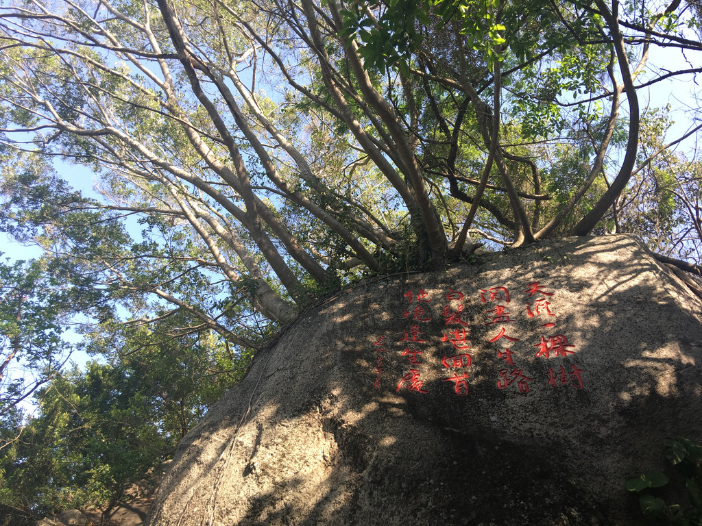 天涯一棵树,问尽人生路,白发堪回首,绝境逢生处.