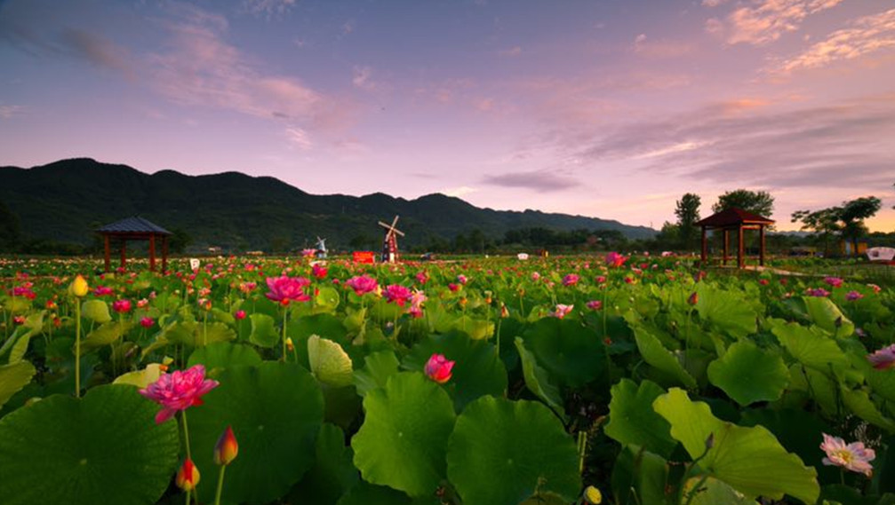 相约五彩田园,共缔七夕良缘