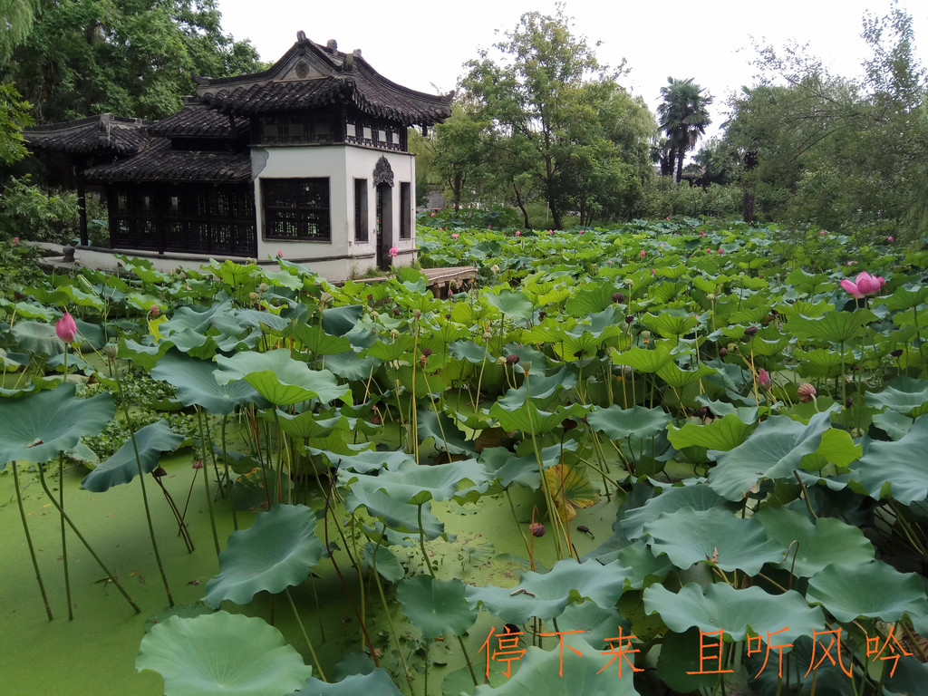 瘦西湖是扬大的后花园还是扬州的一个缩影