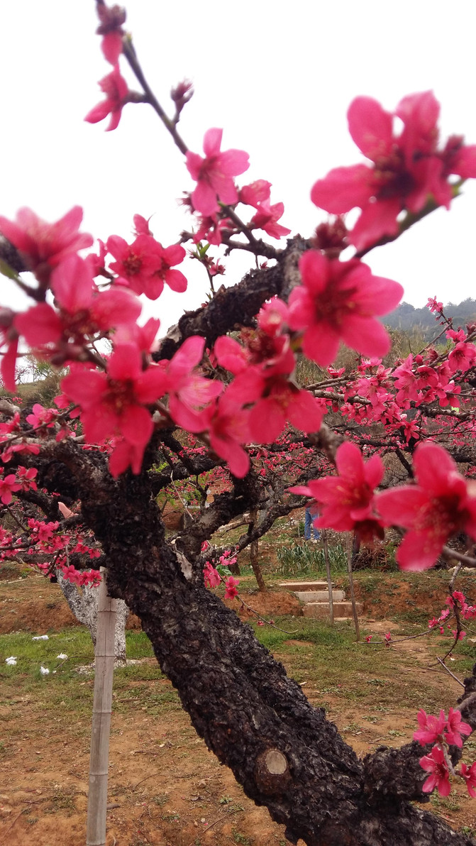 人面桃花相映红------连平桃花