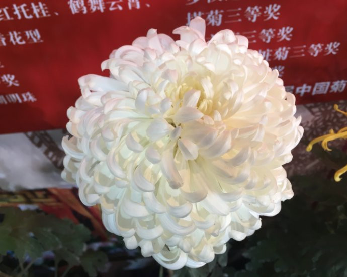 金马玉堂,也是白色菊花的一种,花瓣层层拥簇着花蕊,很有富贵相.