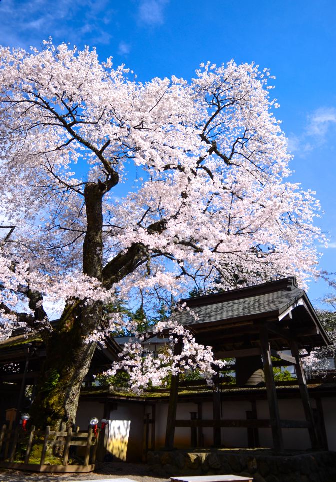 星尘之旅——日本 (八) 樱花之旅 - 吉野山,高野山,和歌山市