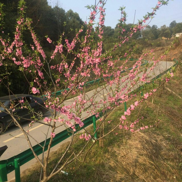 带你玩转灰汤十里桃林