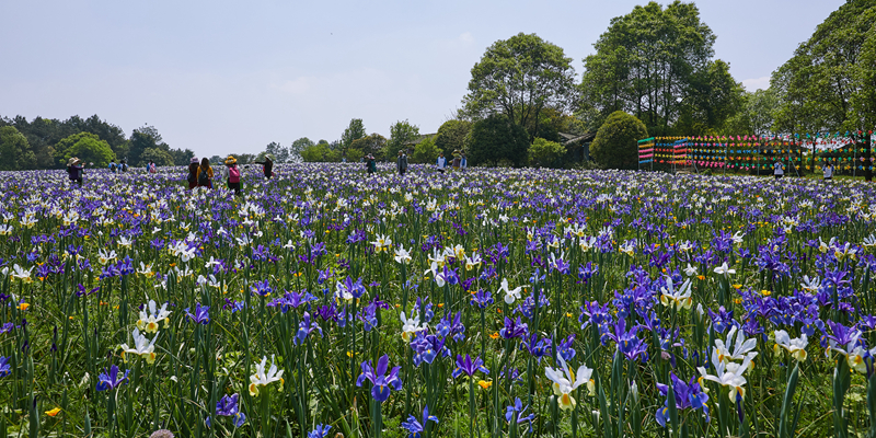 成都一日游浦江石象湖赏花踏青浦江石象湖郁金香节春季亲子休闲出游