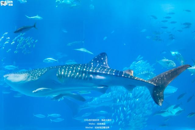 冲绳美丽海水族馆