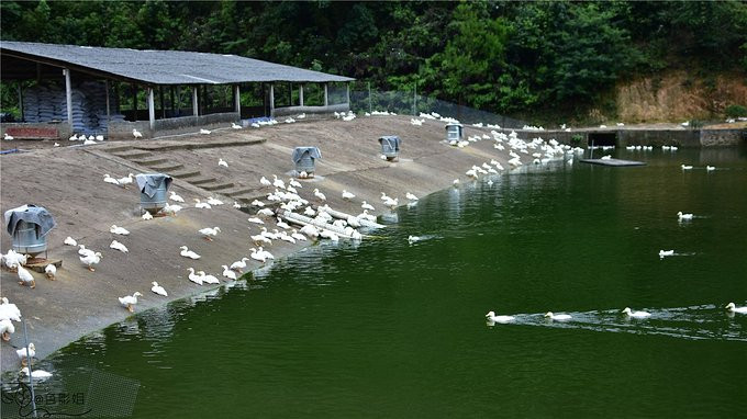 小鸭子们休息的地方,是一个大棚子,大水塘里是一个斜坡,想游泳啦,想