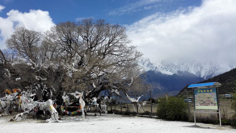 西藏之旅 ——拉萨-珠峰-林芝(15日)