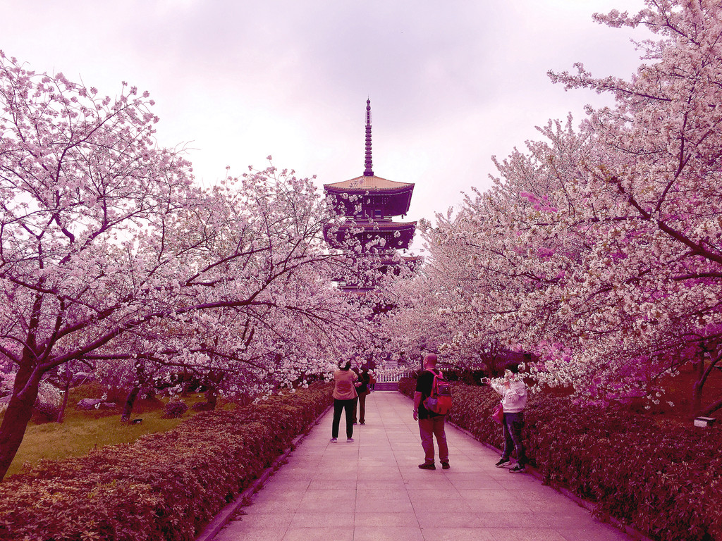 樱花怒放花如海,明媚春景入梦来--武汉东湖樱花园扫描