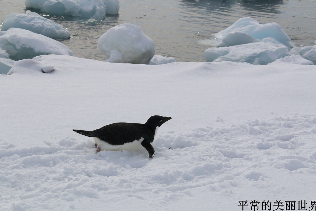 企鹅喜欢趴在雪地上滑行,它们有习惯走的鹅道,在雪地上非常明显,我们