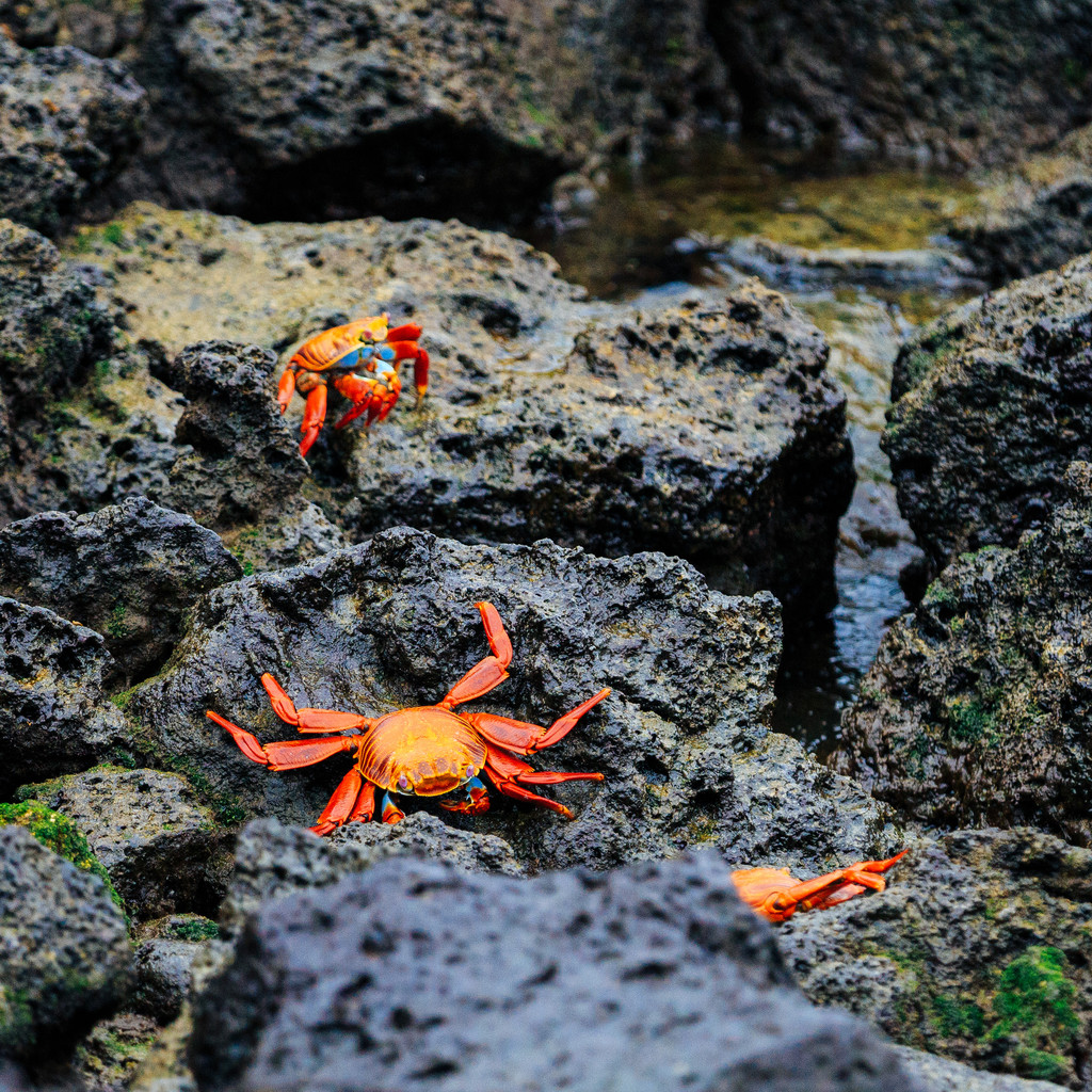 莎莉轻脚蟹   sally light crab