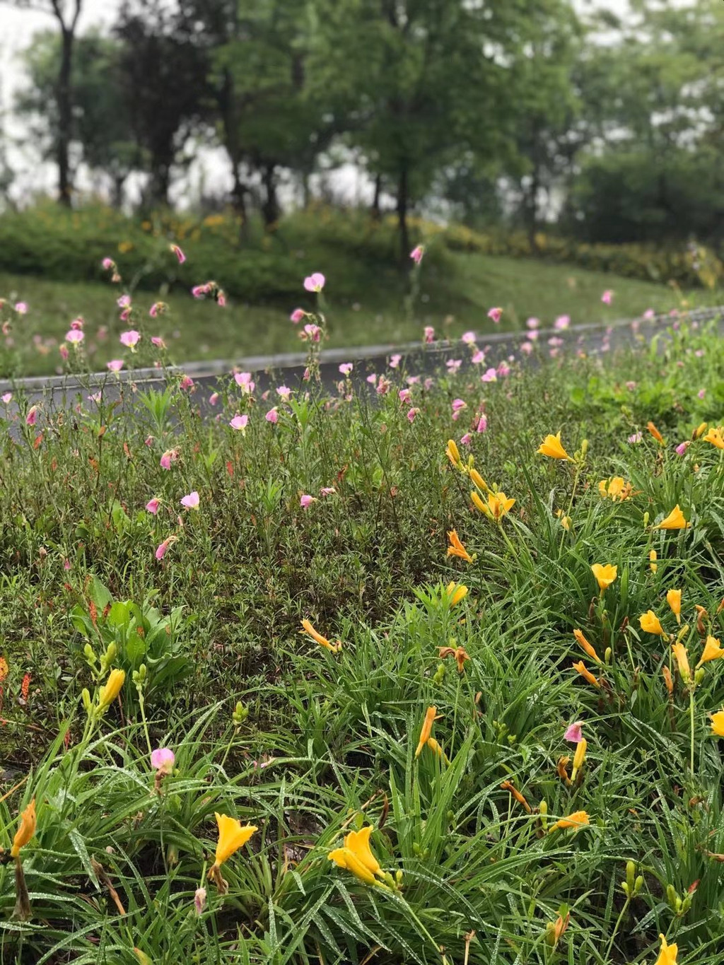 忽逢桃花林,夹岸数百步,中无杂树,芳草鲜美,落英缤纷; 我们正走在