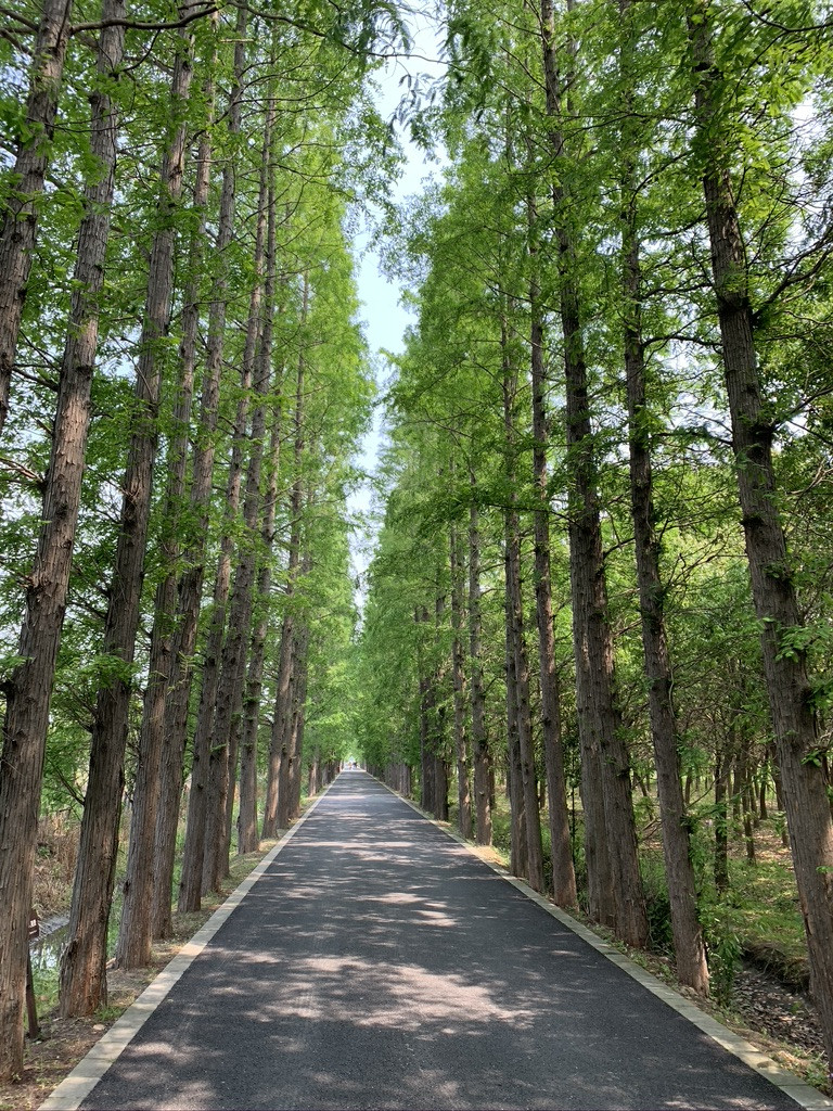 发现不一样的上海 - 松南郊野公园初夏游