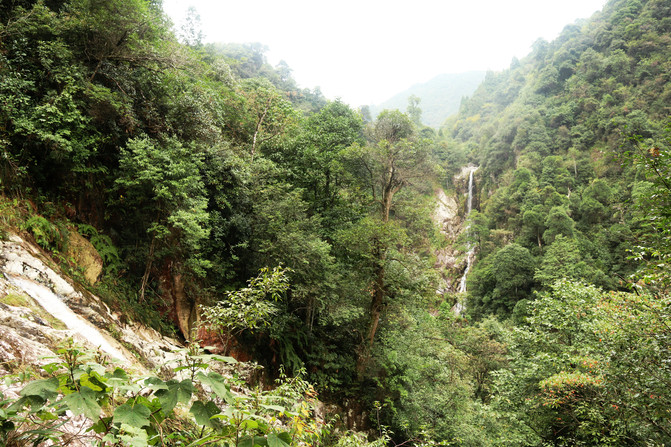 箬寮原始林其实是丽水山间的一个小峡谷,海拔700多米,旁边最高峰箬寮岘海拔1502.3米,是松阳最高峰。箬寮以花艳、树奇、山险、岩怪、潭幽、泉清;飞瀑、云海、佛光著称于世,最有名的是延绵数千亩的猴头杜鹃花,五月时开遍山野,堪称天下奇观。箬寮的意思就是箬叶之家。箬叶是包棕子用的,这里林间确有很多的箬叶生长着。