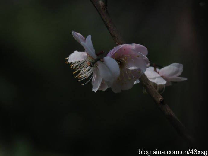 梅花珍品:曹玉黄香.