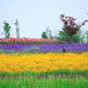 四季花海