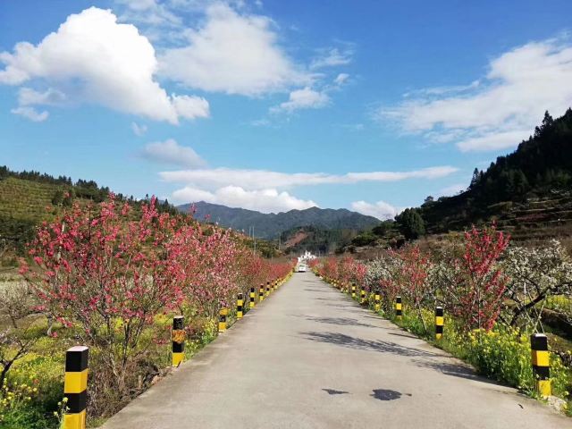 九峰镇花海