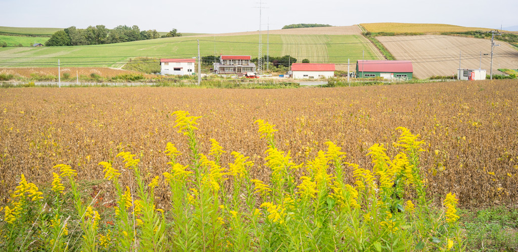 抓住北海道花海的尾巴,驰骋在广阔的田野上5天4晚自由