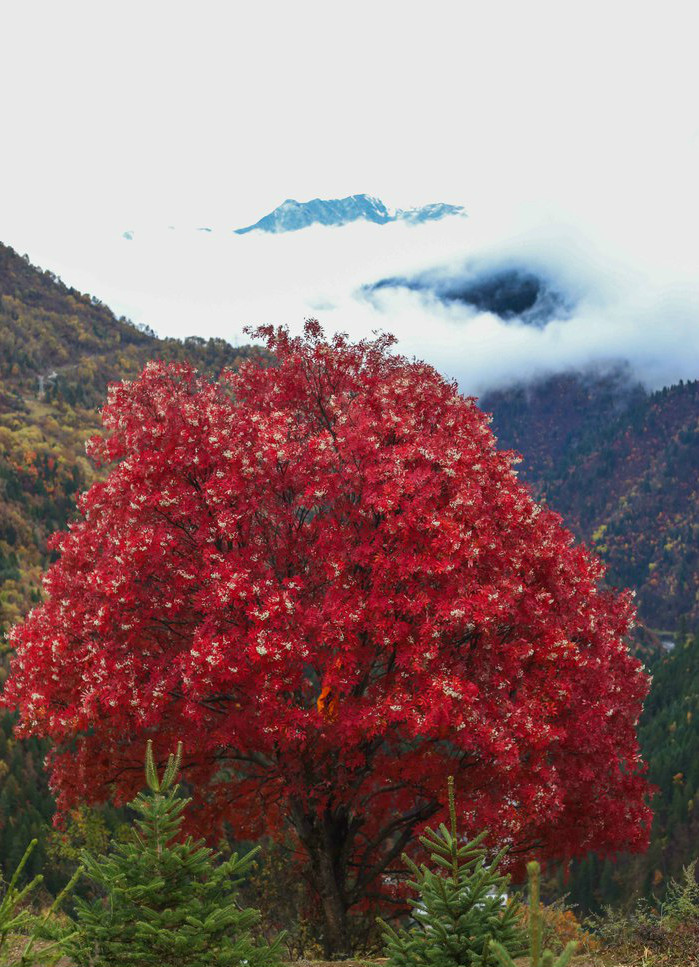 红叶彩色之旅,雪山彩林壮观不已