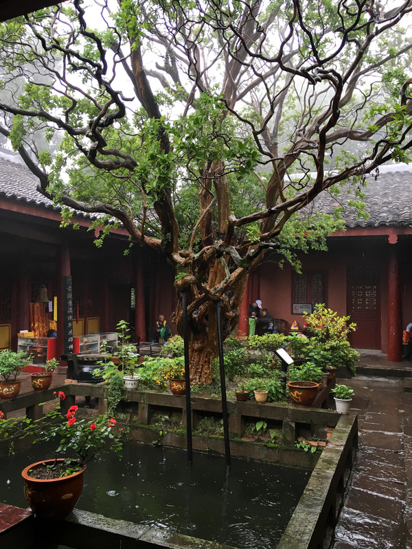 梁山寺古树与水池