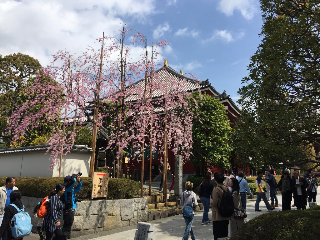 2017东京樱花之旅