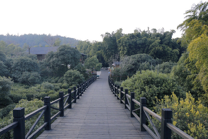 沿着这条木栈道顺着山坡往前,沿途居高临下,欣赏树