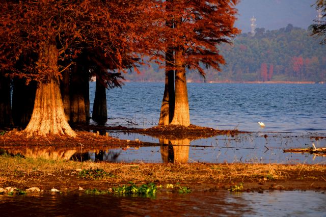 四明湖水杉湿地