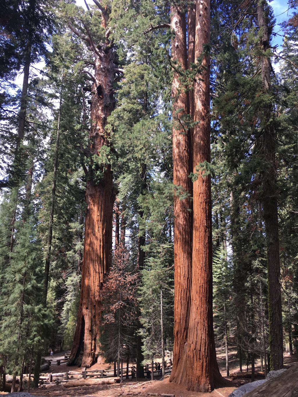 美景不分国界,2017再闯美西之:美国红杉树国家公园(sequoia national