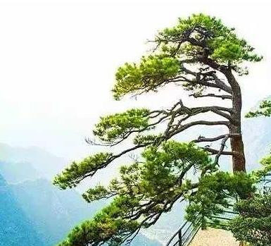 千年不老松 位于广西贵县南山寺殿后的悬崖峭壁上屹立着一颗不老松