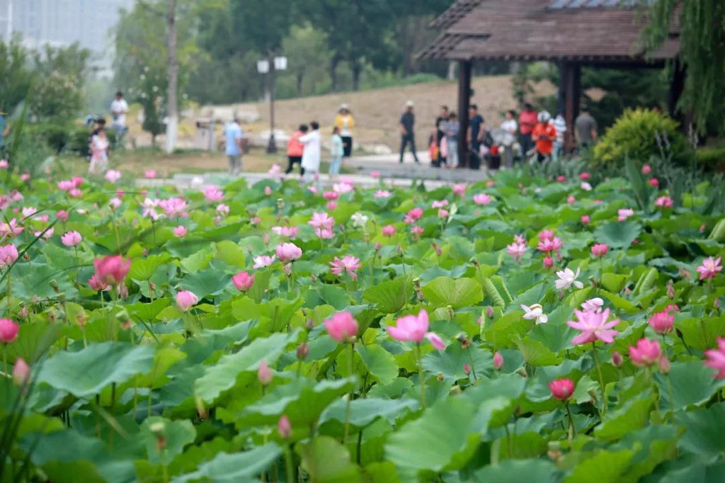 圆明园赏古莲太远,蓬莱平山河湿地公园荷叶田田!~~~关键是免费哦