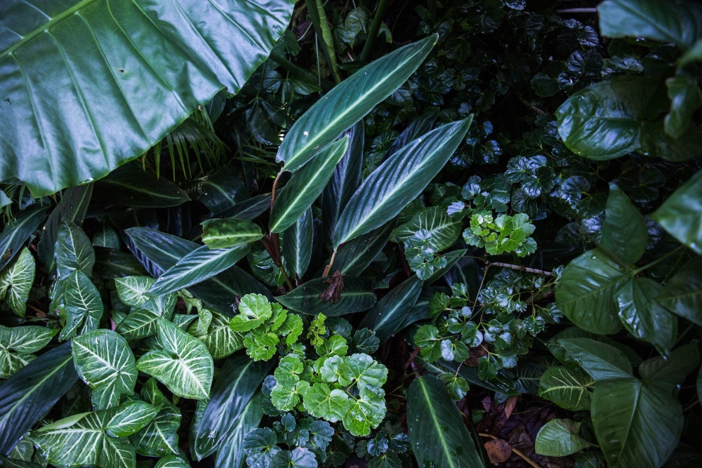 亚马逊热带雨林,寻找血兰花,惊现树和萌兽