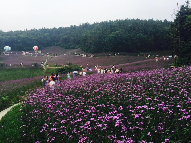 假装在普罗旺斯—江宁谷里(大塘金)