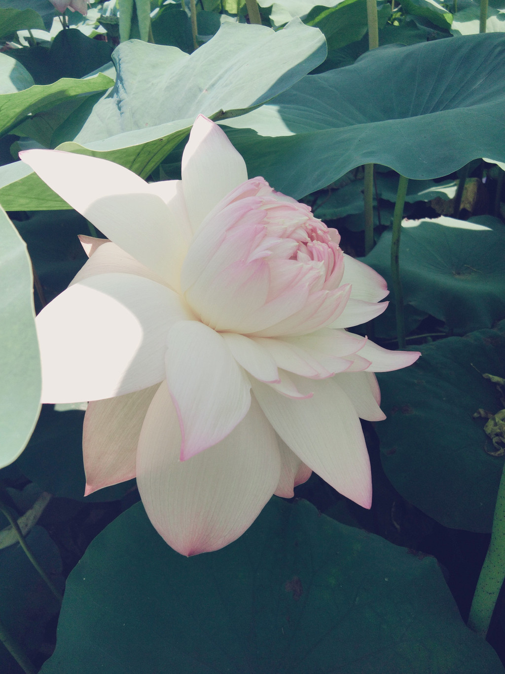 无论是什么颜色的荷花或者莲花,总是那么淡雅而不俗,鲜艳又不妖.