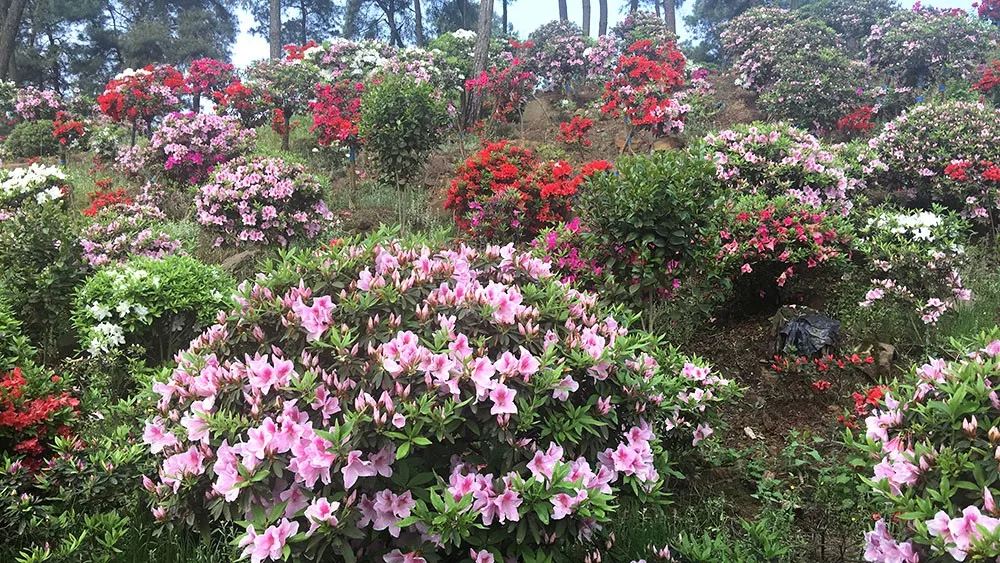 山前山后密密麻麻的全部生长着杜鹃,此时正值盛花期,五彩缤纷,鲜艳