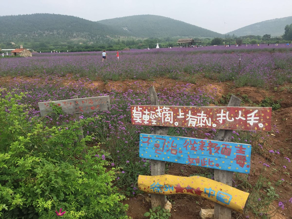 美丽的紫海蓝山.