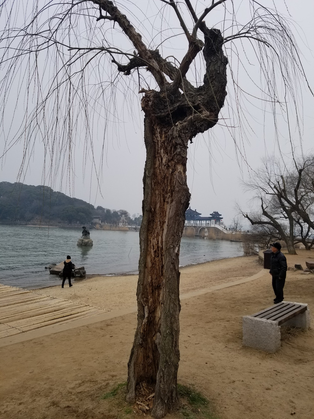 人要脸,树要皮,没心没肺照样活,听蹭的导游如此讲解这棵近乎空心的
