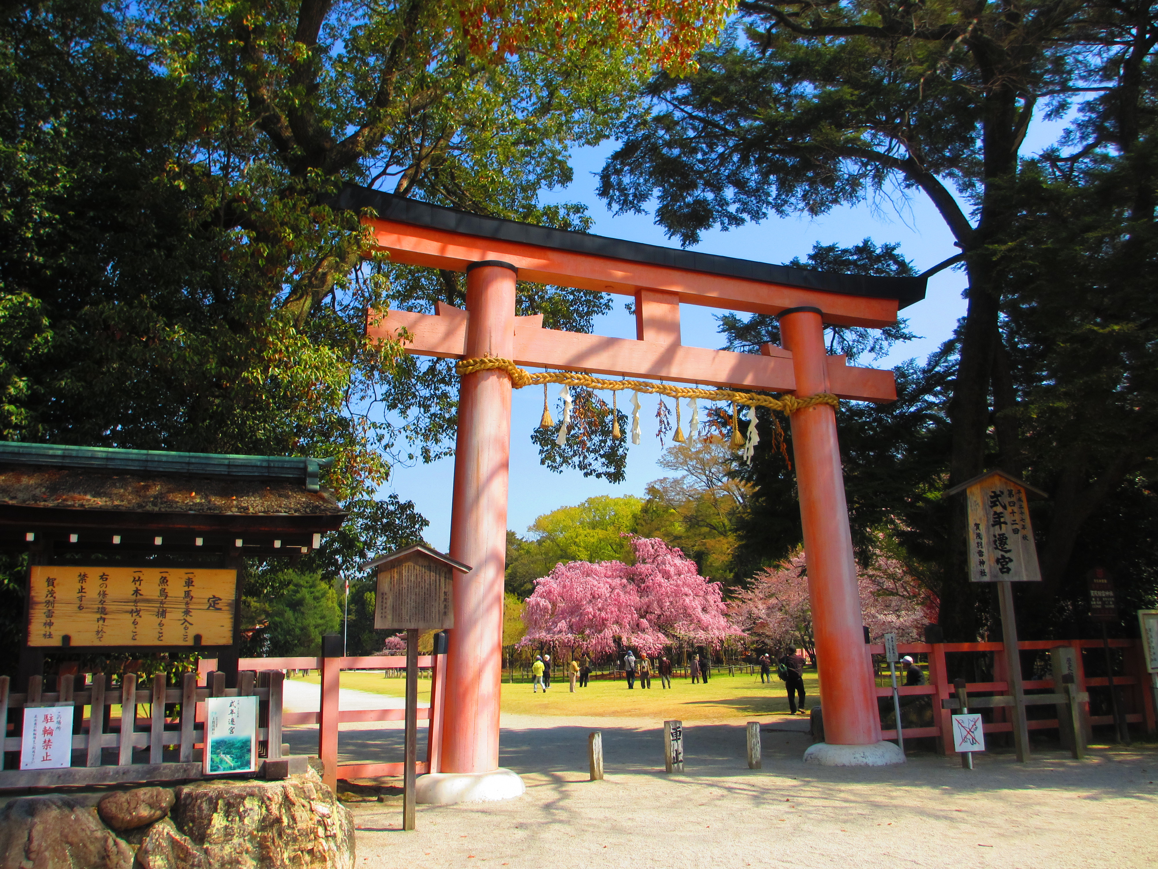 半木之道位于鸭川上游支流嘉茂川河畔,由染井吉野和红枝垂樱花组成