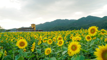 英山四季花海景区直通车(车 门票套餐 天天发班)