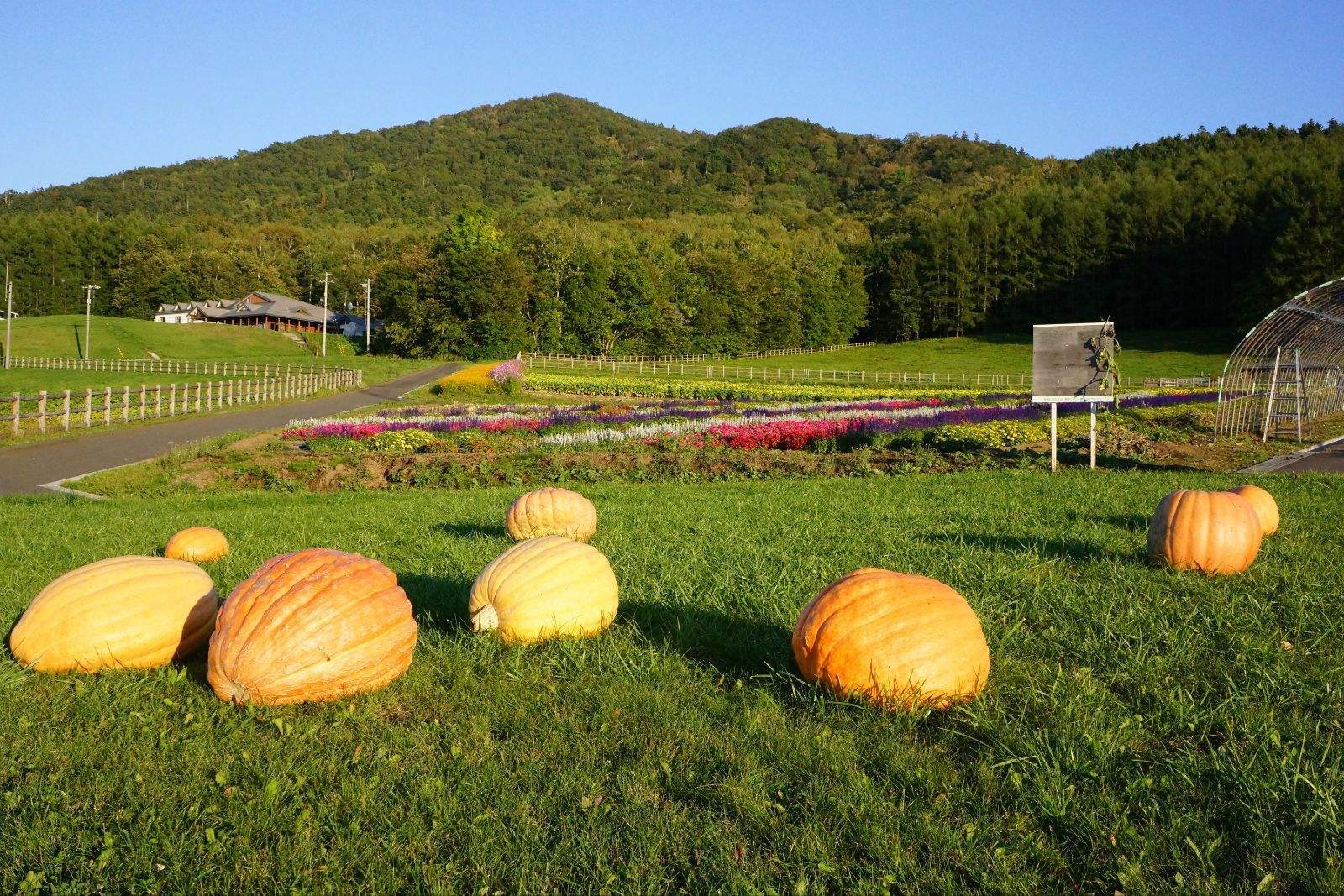 日本北海道富良野富田农场 精灵露台 青池一日游【彩色田园!